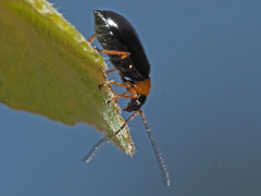 Luperus luperus