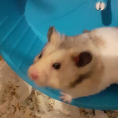 Mesocricetus auratus