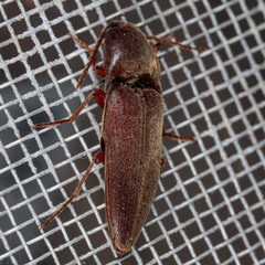 Diplostethus texanus