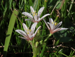 Trachyandra filiformis