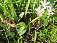 Trachyandra filiformis