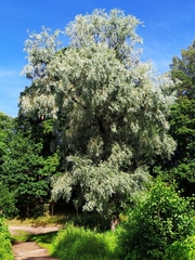 Salix alba