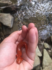 Pseudotriton ruber schencki