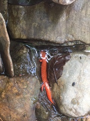 Pseudotriton ruber schencki