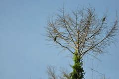 Amazona amazonica amazonica