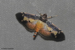 Bacotoma violata