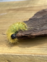 Acronicta americana