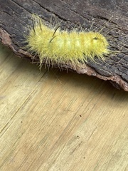 Acronicta americana