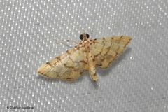 Lamprosema