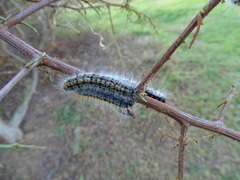 Bombycomorpha bifascia bifascia