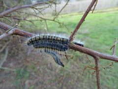 Bombycomorpha bifascia bifascia