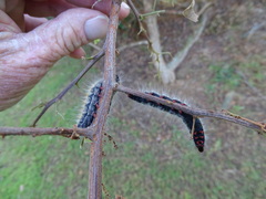Bombycomorpha bifascia bifascia