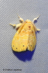 Artaxa guttata