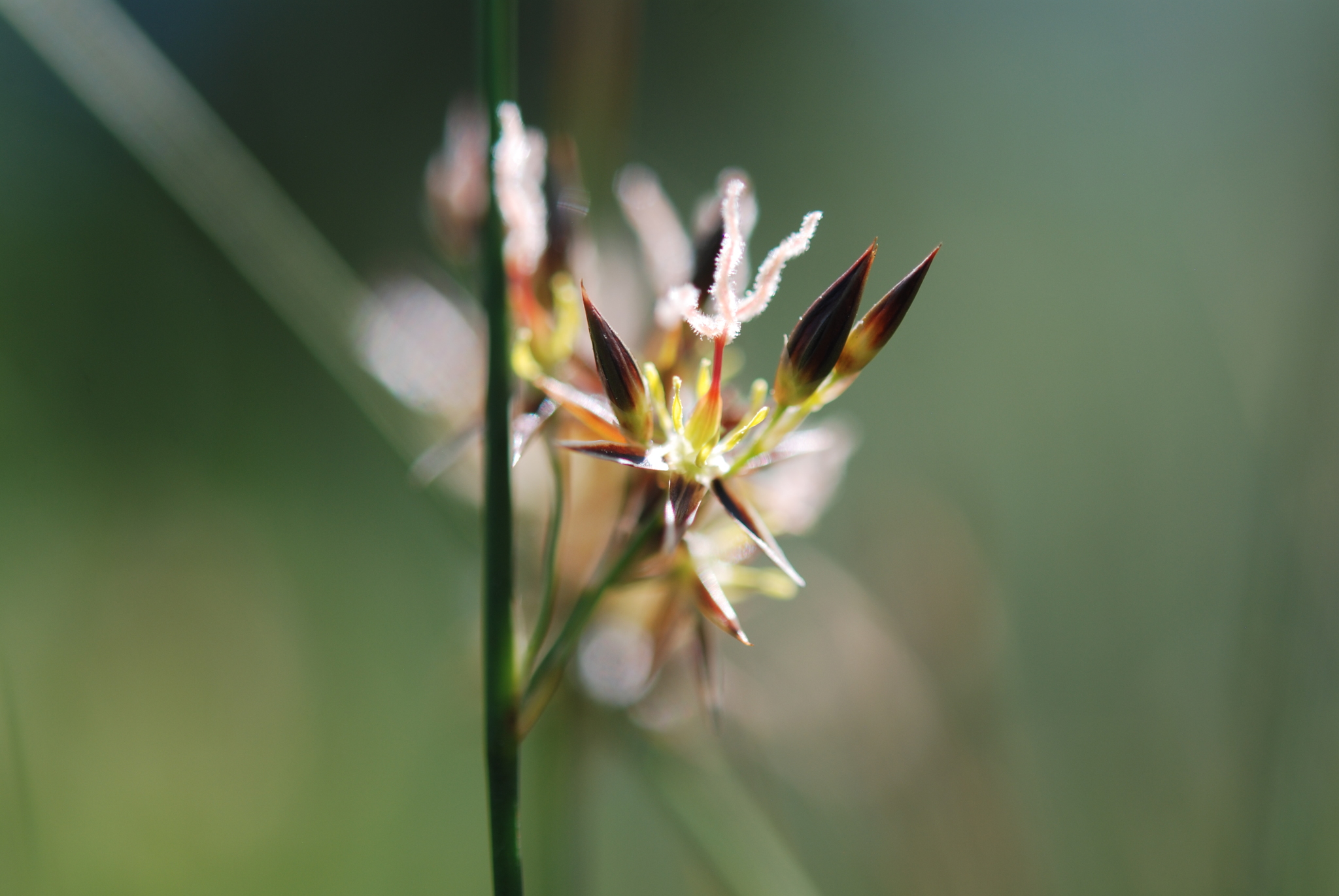 Juncus balticus ssp. mexicanus