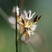 Juncus balticus mexicanus - Photo (c) Allen Coombes, alguns direitos reservados (CC BY-NC), uploaded by Allen Coombes