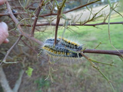 Bombycomorpha bifascia bifascia