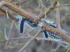 Bombycomorpha bifascia bifascia