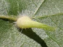 Caryomyia ansericollum