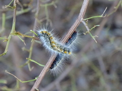 Bombycomorpha bifascia bifascia