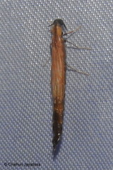 Lymexylidae