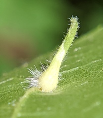 Caryomyia ansericollum