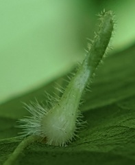 Caryomyia ansericollum