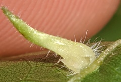 Caryomyia ansericollum