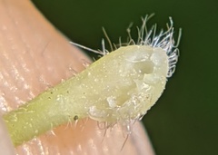 Caryomyia ansericollum