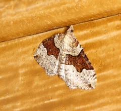 Xanthorhoe decoloraria