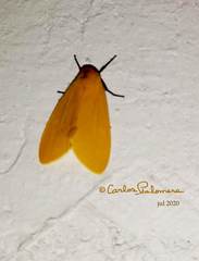 Pareuchaetes insulata