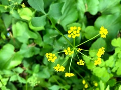 Thaspium trifoliatum