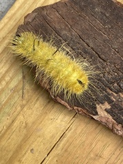 Acronicta americana