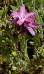 Sidalcea pedata