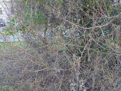 Bombycomorpha bifascia bifascia