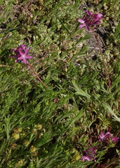 Sidalcea pedata