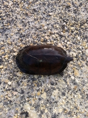 Kinosternon creaseri