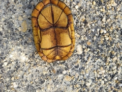 Kinosternon creaseri