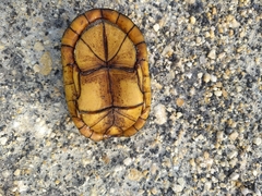 Kinosternon creaseri