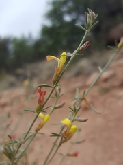 Acmispon wrightii