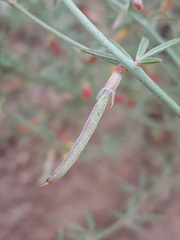 Acmispon wrightii