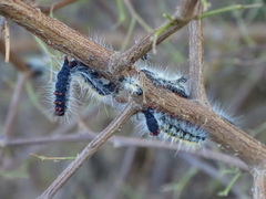 Bombycomorpha bifascia bifascia