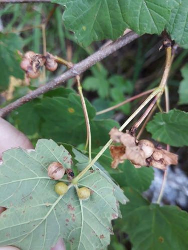 Maple gall wasp