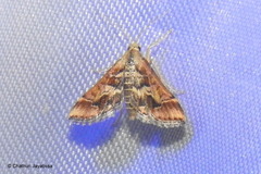 Diasemia