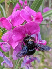 Xylocopa