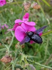 Xylocopa