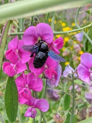 Xylocopa
