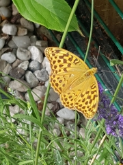 Argynnis paphia