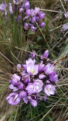 Gentianella foliosa