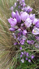 Gentianella foliosa