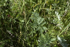 Artemisia armeniaca